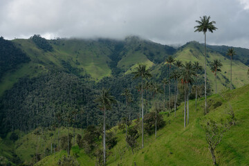 La Carbonera tall palm trees forest in Colombia