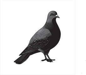 DOVE  Adobe Illustrator Artwork