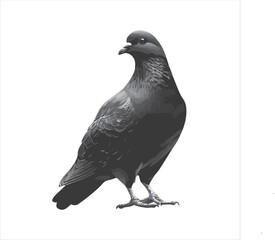 Fototapeta premium DOVE Adobe Illustrator Artwork