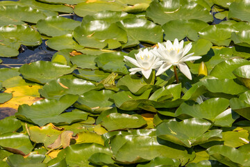 white water lilies