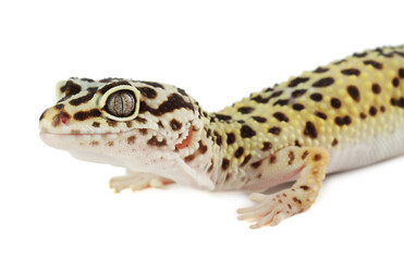 One beautiful gecko isolated on white. Exotic pet