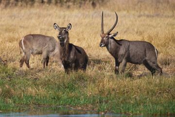 Family of Waterbuck, Kobus ellipsiprymnus, large antelope in sub-Saharan Africa. Nice African animal in the sunset.