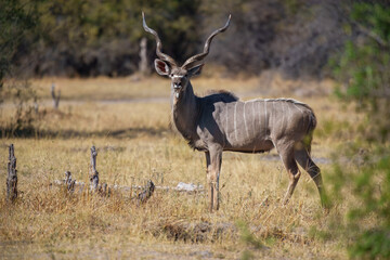 Male Greater Kudu (Tragelaphus strepsiceros) with its horns covered in mud at a waterhole in Moremi reserve, Botswana