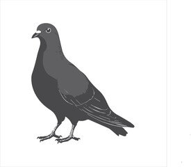 Fototapeta premium DOVE Adobe Illustrator Artwork