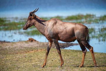The topi (Damaliscus lunatus jimela) is a subspecies of the common tsessebe. It is a highly social and fast type of antelope found in the savannas, semi-deserts, and floodplains of sub-Saharan Africa.