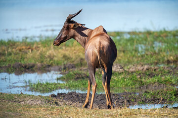 The topi (Damaliscus lunatus jimela) is a subspecies of the common tsessebe. It is a highly social and fast type of antelope found in the savannas, semi-deserts, and floodplains of sub-Saharan Africa.