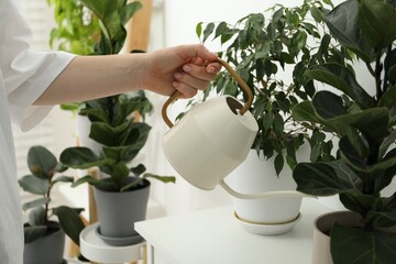 Woman holding watering can near beautiful houseplant indoors, closeup