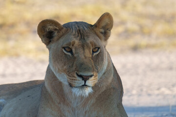 Lion female spotted in savannah during safari, Safari in Africa. Big angry young lion Okavango delta, Botswana. African lion walking in the grass, with beautiful evening light. 