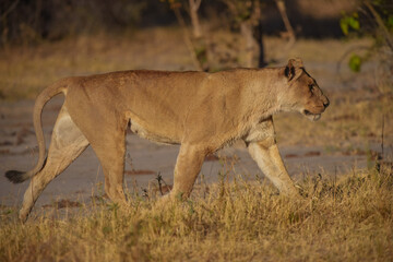 Lion female spotted in savannah during safari, Safari in Africa. Big angry young lion Okavango delta, Botswana. African lion walking in the grass, with beautiful evening light. 