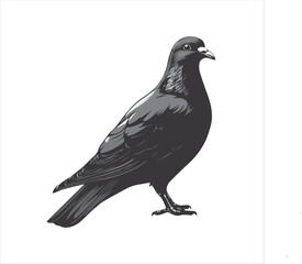 DOVE  Adobe Illustrator Artwork