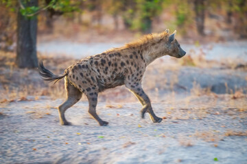 Hyena, detail portrait. Spotted hyena, Crocuta crocuta, angry animal, beautiful evening sunset. Animal pup nature, Okavango delta, Botswana. 