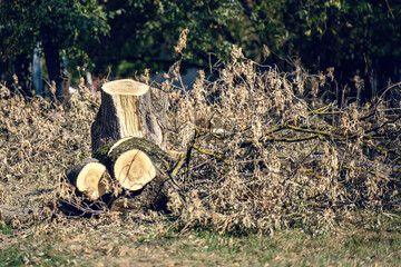 weathered stump stands as a silent witness to nature's cycle in the park, symbolizing the delicate balance between growth and decay, nature's resilience, and the passage of time