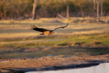  White-backed Vulture (Gyps africanus) flying over savana in Moremi park Botswana