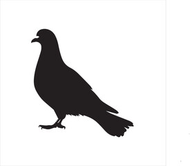 pigeon isolated on white background, bird, silhouette, eagle, vector, flying, animal, illustration, wing, nature, black, birds, dove, feather, wings, tattoo, fly, hawk, design, wildlife, flight, freed