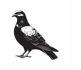 pigeon isolated on white background, bird, silhouette, eagle, vector, flying, animal, illustration, wing, nature, black, birds, dove, feather, wings, tattoo, fly, hawk, design, wildlife, flight, freed