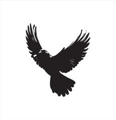 Fototapeta premium pigeon isolated on white background