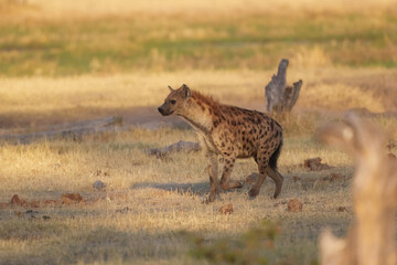 Hyena, detail portrait. Spotted hyena, Crocuta crocuta, angry animal, beautiful evening sunset. Animal pup nature, Okavango delta, Botswana. 