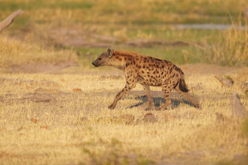 Hyena, detail portrait. Spotted hyena, Crocuta crocuta, angry animal, beautiful evening sunset. Animal pup nature, Okavango delta, Botswana. 