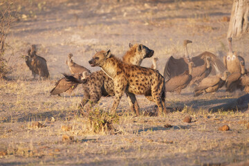 Spotted Hyena (Crocuta crocuta) at the carcass of an elephant, guarding the rest of the carcass from vultures and jackals. carries away the remains of an elephant.