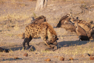Spotted Hyena (Crocuta crocuta) at the carcass of an elephant, guarding the rest of the carcass from vultures and jackals. carries away the remains of an elephant.