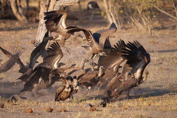 White-backed Vulture (Gyps africanus) at the carcass of an elephant, sitting on an elephant skull, Vulture fighting over food.