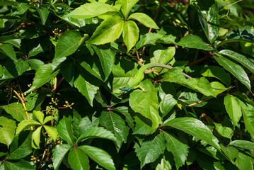 Male lizard in the summer on Parthenocissus inserta, also known as thicket creeper, false Virginia...