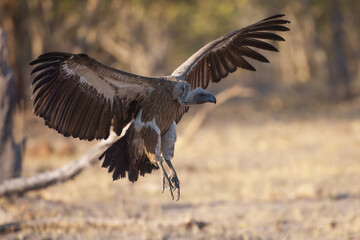  White-backed Vulture (Gyps africanus) flying over savana in Moremi park Botswana