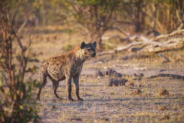 Hyena, detail portrait. Spotted hyena, Crocuta crocuta, angry animal, beautiful evening sunset. Animal pup nature, Okavango delta, Botswana. 