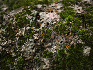 moss on the rock