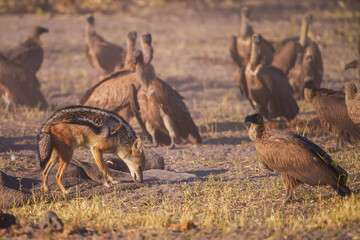 Black-backed jackal (Lupulella mesomelas)  at the carcass of an elephant, guarding the rest of the carcass from vultures.