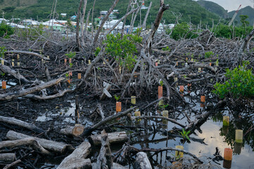 mangrove reforestation after tornado in Providencia island, Colombia