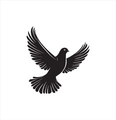 pigeon isolated on white background