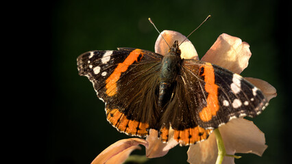 Motyl na ciemnym tle © Mateusz