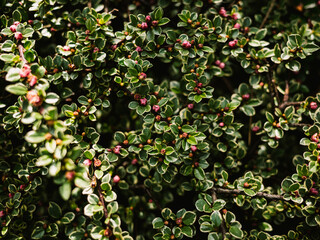 Plant leaves and flowers