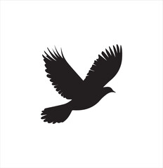 Fototapeta premium pigeon isolated on white background