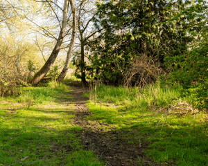 Beautiful sunlight in green forest scenic forest of fresh green deciduous trees, recreational landscape