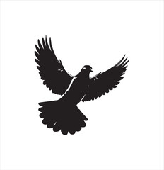 pigeon isolated on white background