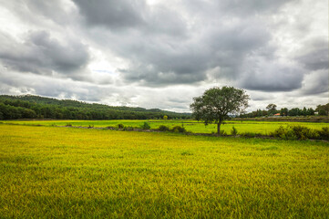 Beautiful golden rice fields plains in the portuguese region of Chamusca - Ribatejo - Portugal