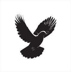 pigeon isolated on white background