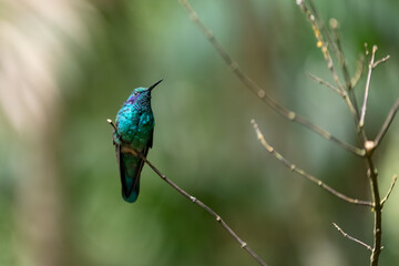 Lesser Violetear Hummingbird (Colibri cyanotus) in Costa Rican Wilderness