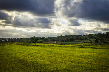 Beautiful golden rice fields plains in the portuguese region of Chamusca - Ribatejo - Portugal