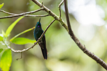 Green-Crowned Brilliant Hummingbird (Heliodoxa jacula) in Costa Rica