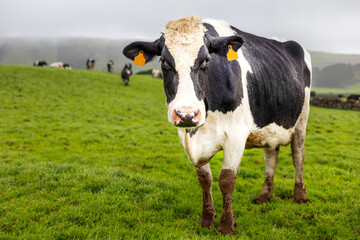 Vaca leiteira num prado de ervas verdes nos Açores. 