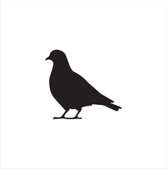 pigeon isolated on white background, bird, silhouette, eagle, vector, flying, animal, illustration, wing, nature, black, birds, dove, feather, wings, tattoo, fly, hawk, design,Art & Illustration