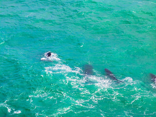 Whale group traveling south next to the coast of Australia