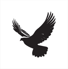 Obraz premium pigeon isolated on white background