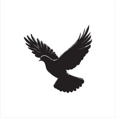 pigeon isolated on white background