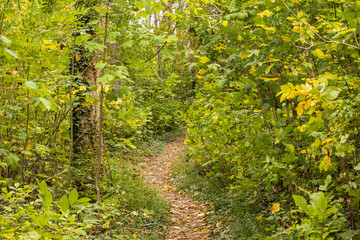 path in the forest
