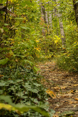 path in the forest