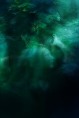 Looking Up Hortensia